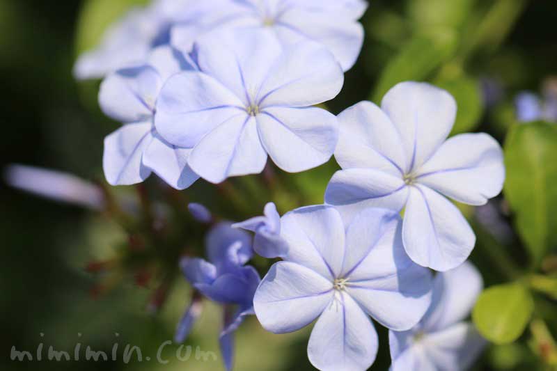 瑠璃茉莉の花言葉と花の写真の画像