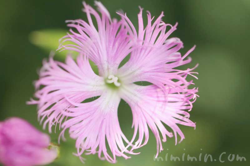 カワラナデシコ（ピンク）の写真・花言葉の画像