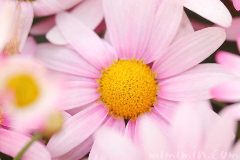 ピンク色のマーガレットの写真・花言葉の画像