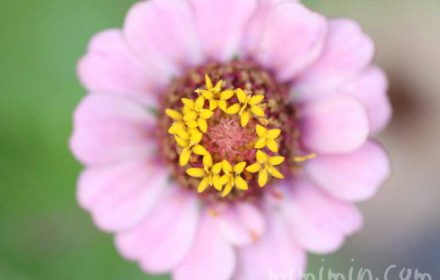 ヒャクニチソウの花の写真・花言葉の画像