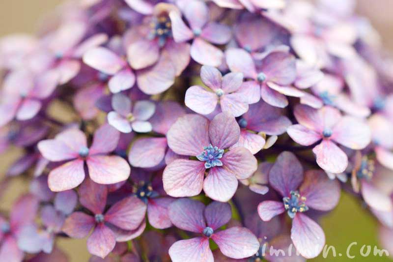 アジサイの花・紫