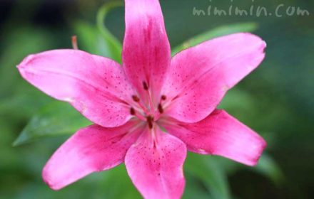 ユリの花・ピンクの写真