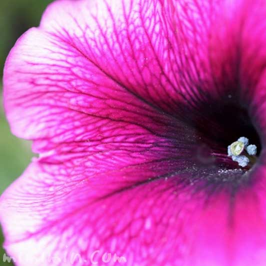 ペチュニアの花の写真 花言葉の画像