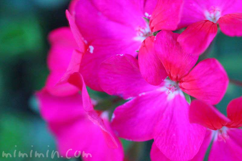 ゼラニウムの花の写真と誕生花