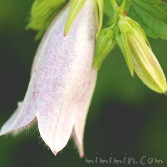 ホタルブクロの花の写真