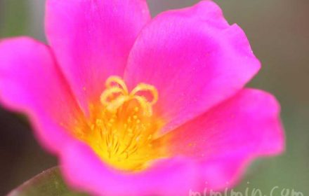 ハナスベリヒユの花の写真（濃いピンク）