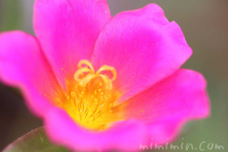 ハナスベリヒユの花の写真（濃いピンク）