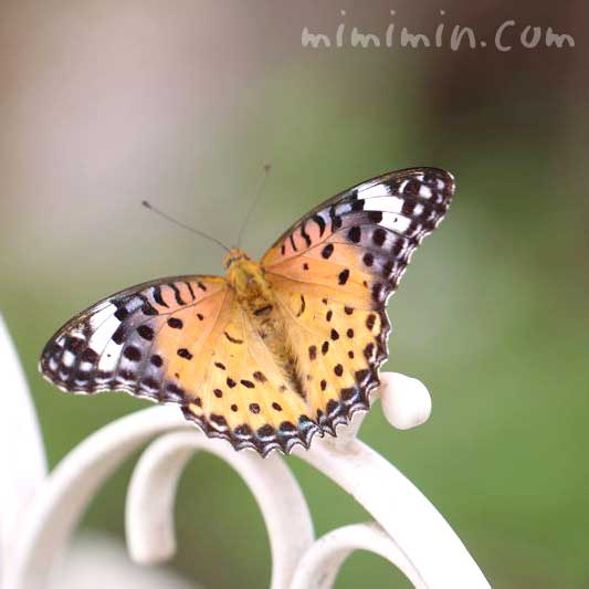 ツマグロヒョウモン・蝶の写真