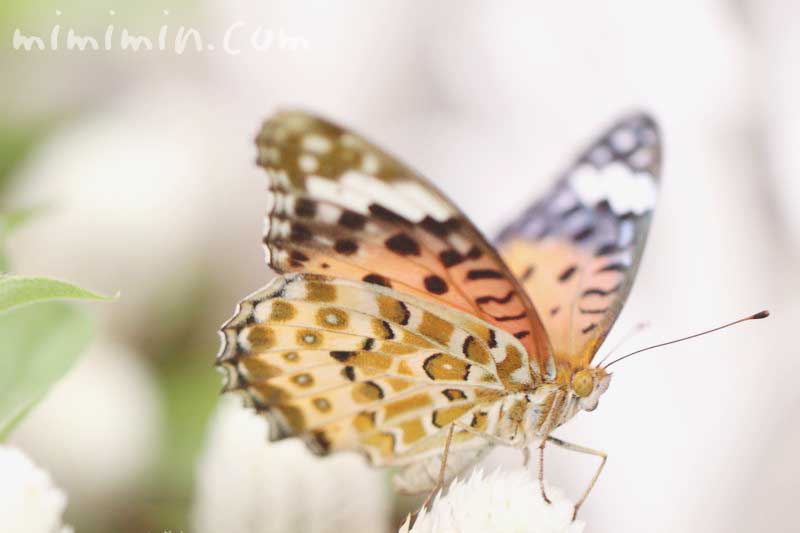豹柄の蝶の写真