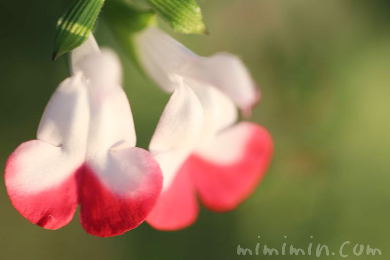 ホットリップスの花の写真