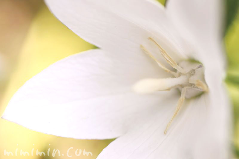 白いキキョウの花の画像