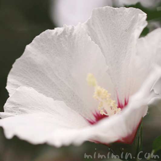 ムクゲの花言葉 名前の由来 花の写真 みみみんブログ