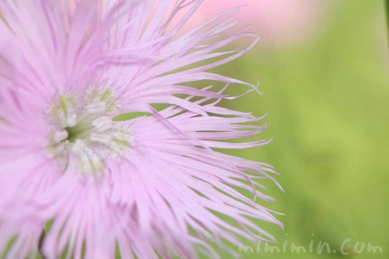 カワラナデシコ（薄いピンク）の花の写真