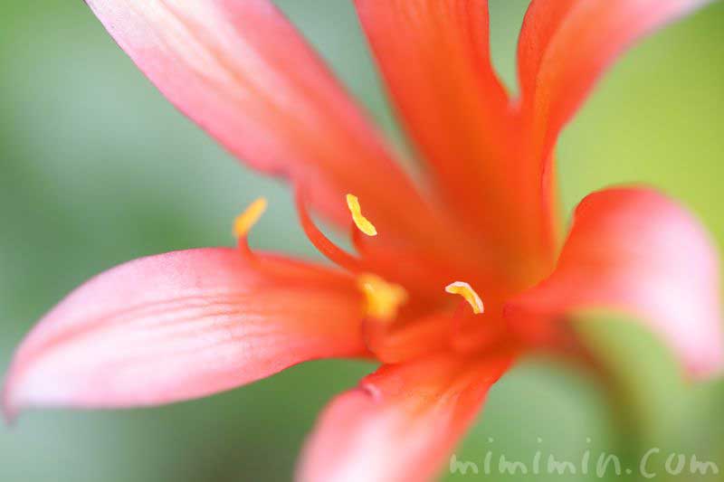 キツネノカミソリの花の画像