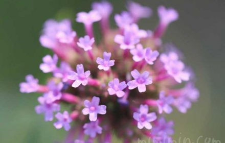 ヤナギハナガサの花の写真と花言葉