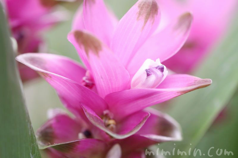 クルクマの花の写真 花言葉 名前の由来 みみみんブログ