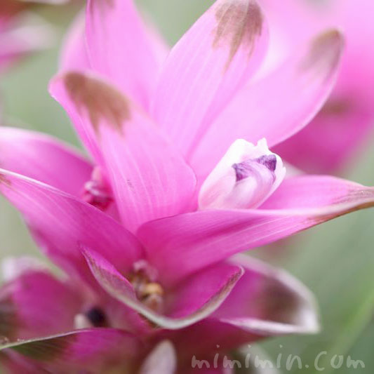 クルクマの花の写真