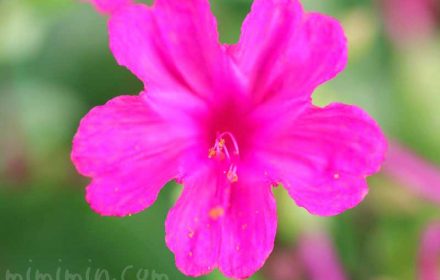 オシロイバナ（濃いピンク）の花の写真と花言葉