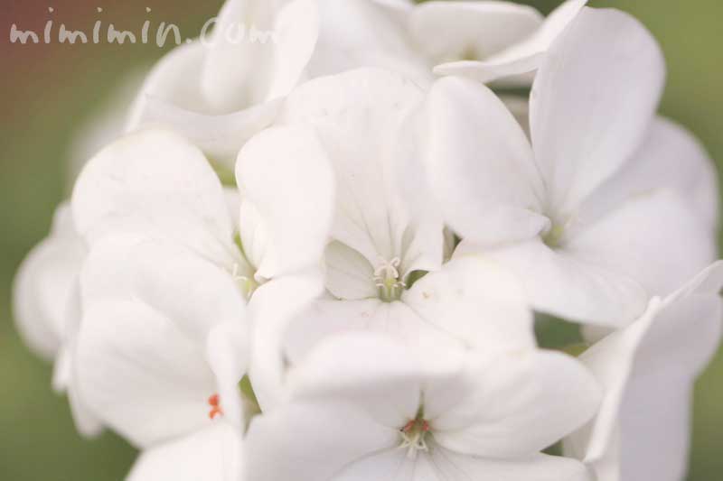 白いゼラニウムの花の写真＆花言葉の画像