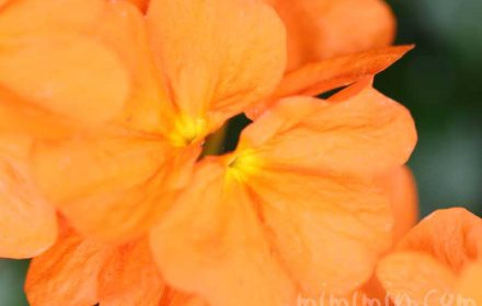 クロサンドラ 花の写真と花言葉