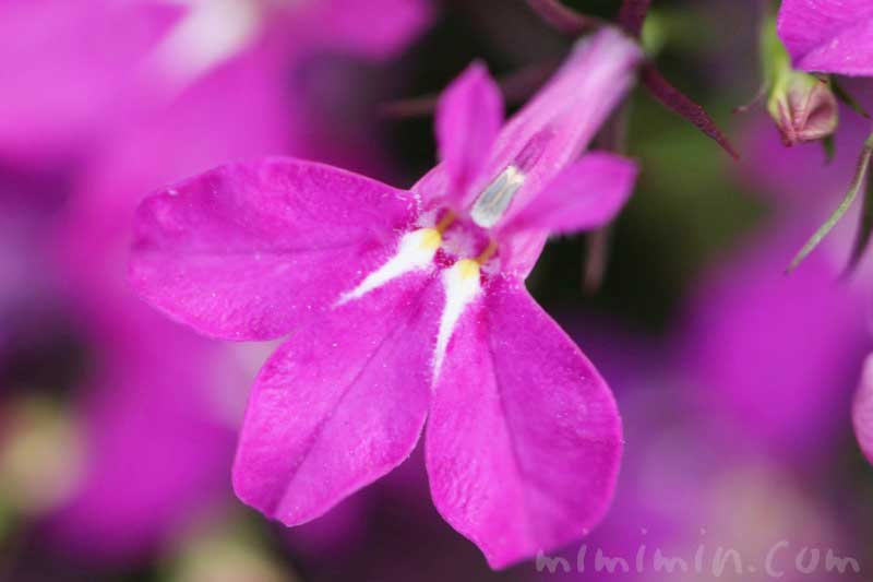 ロベリアの花（赤紫）の写真