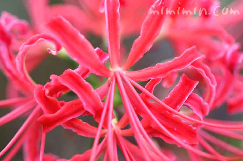 マンジュシャゲの花の写真