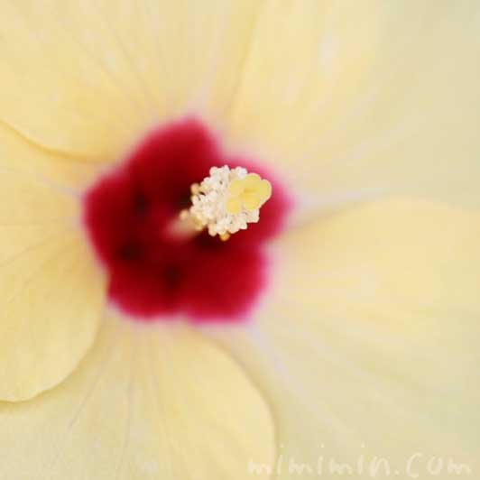 黄色いハイビスカスの花の写真＆花言葉の画像