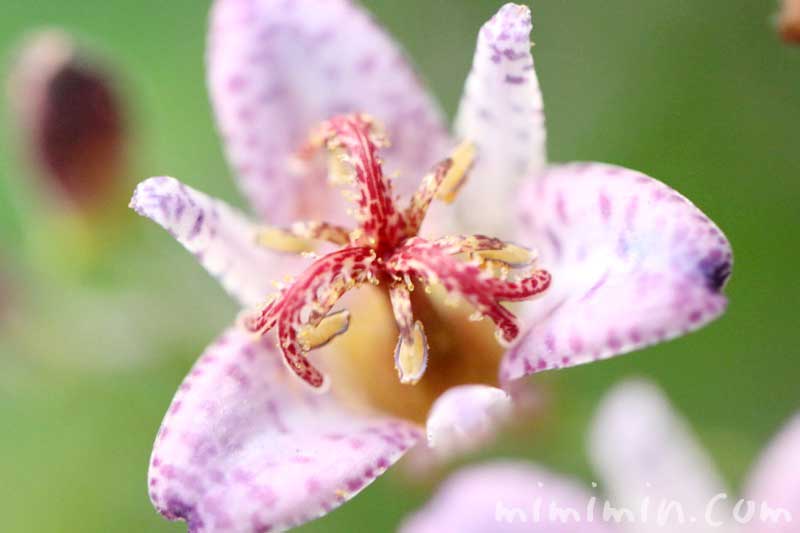 ホトトギスの花の写真・花言葉の画像