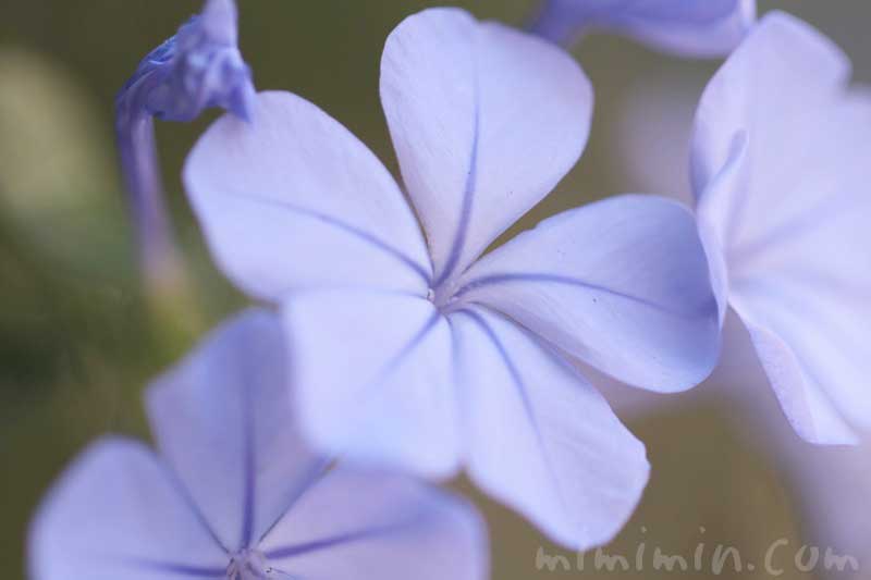 ルリマツリ（ブルー）の花言葉と誕生花