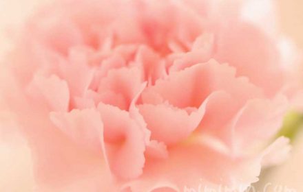 カーネーションの花（サーモンピンク）の写真