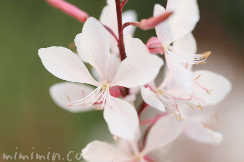 白蝶草（ハクチョウソウ・ガウラ）の写真と花言葉の画像