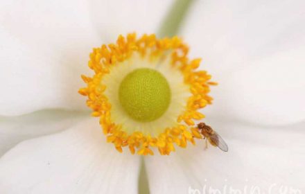 秋明菊（白）の花の写真・花言葉の画像