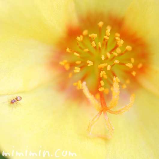 ポーチュラカ(黄色)の花の写真と花言葉