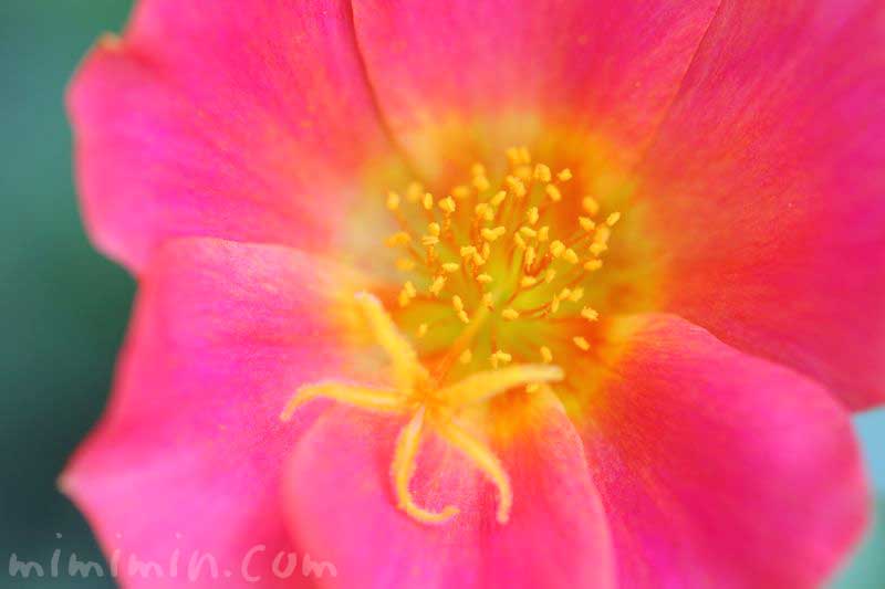 ポーチュラカの花の写真と花言葉の画像