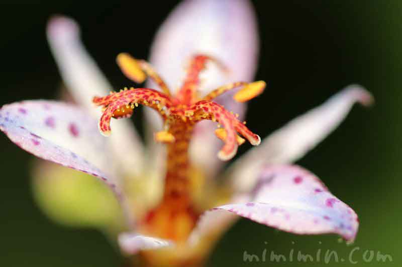 ホトトギスの花の写真