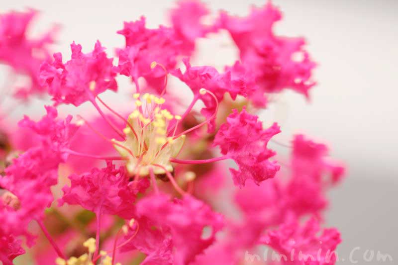 サルスベリの写真と花言葉・名前の由来・誕生花の画像