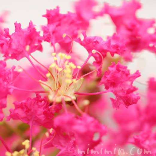 サルスベリの花の写真・花言葉・名前の由来・誕生花の画像