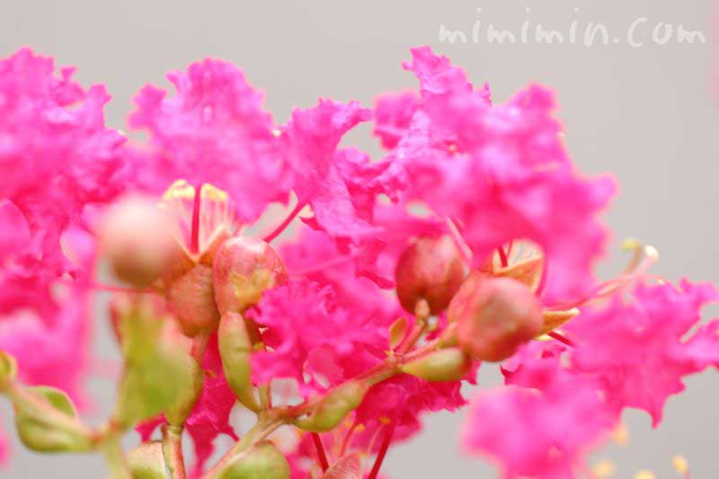 サルスベリの花の写真と花言葉・名前の由来・誕生花