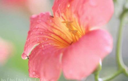 ノウゼンカズラの花の写真と花言葉の画像
