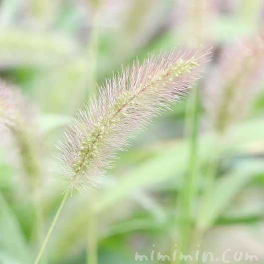 エノコログサ ネコジャラシ の花言葉 花の写真 みみみんブログ
