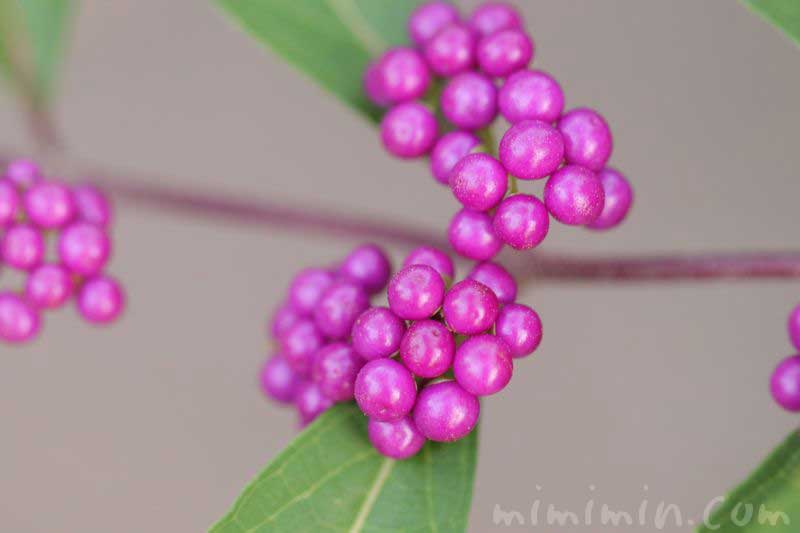 コムラサキム 小紫 の実の写真 花言葉 ムラサキシキブ みみみんブログ
