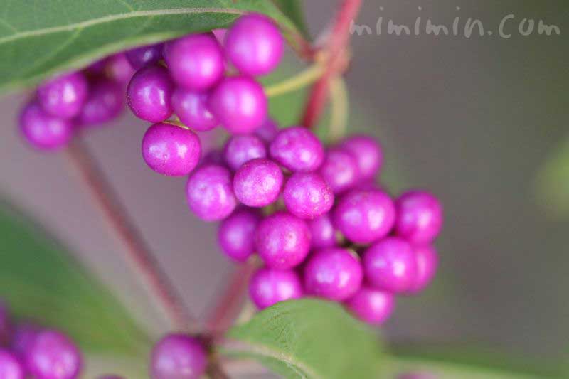 紫色の実（コムラサキ・ムラサキシキブ）の写真