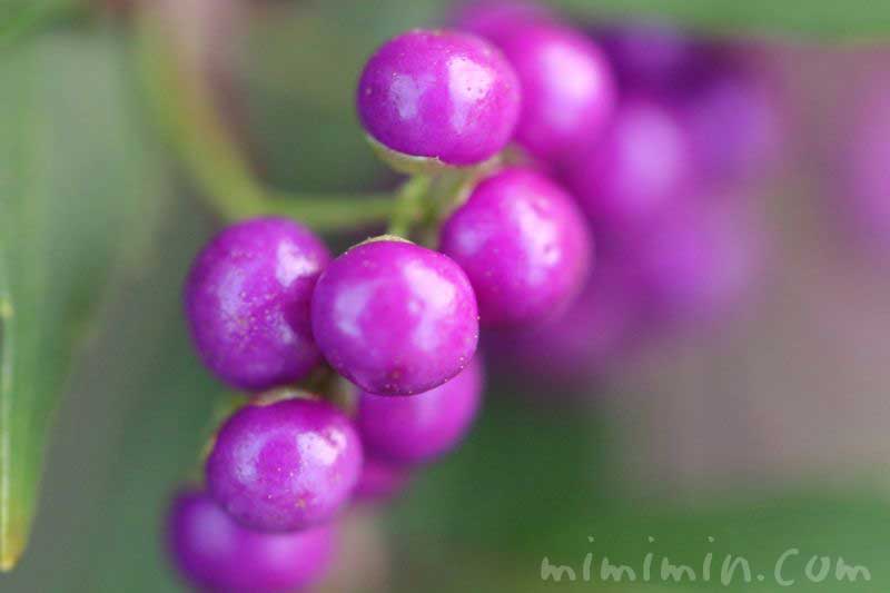 紫色の実（コムラサキ）