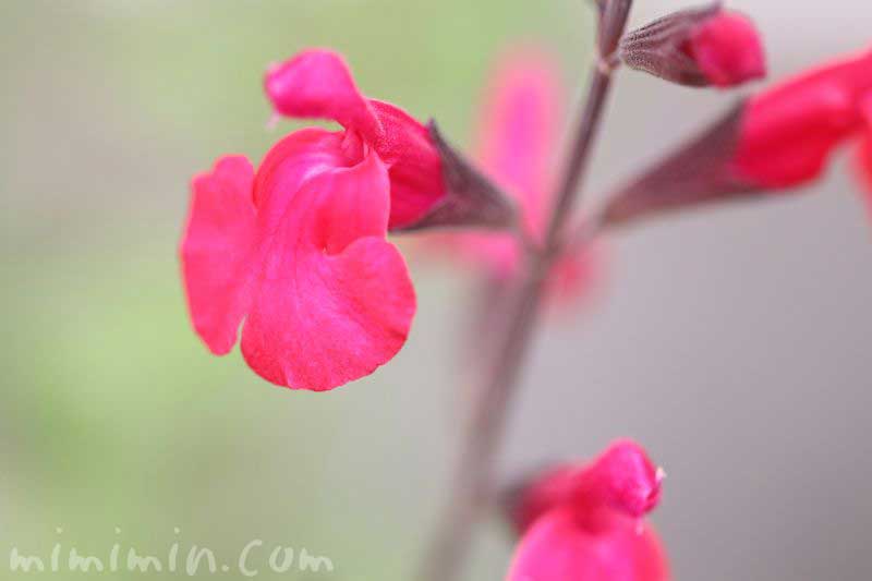 チェリーセージ・赤い花