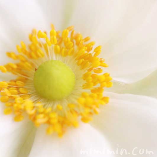 シュウメイギク（白）の花の写真・花言葉の画像