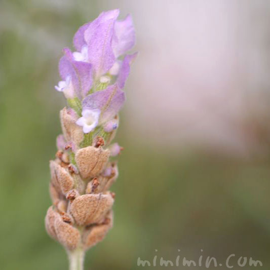 ラベンダー デンタータの花の写真 ラベンダーの花言葉 みみみんブログ