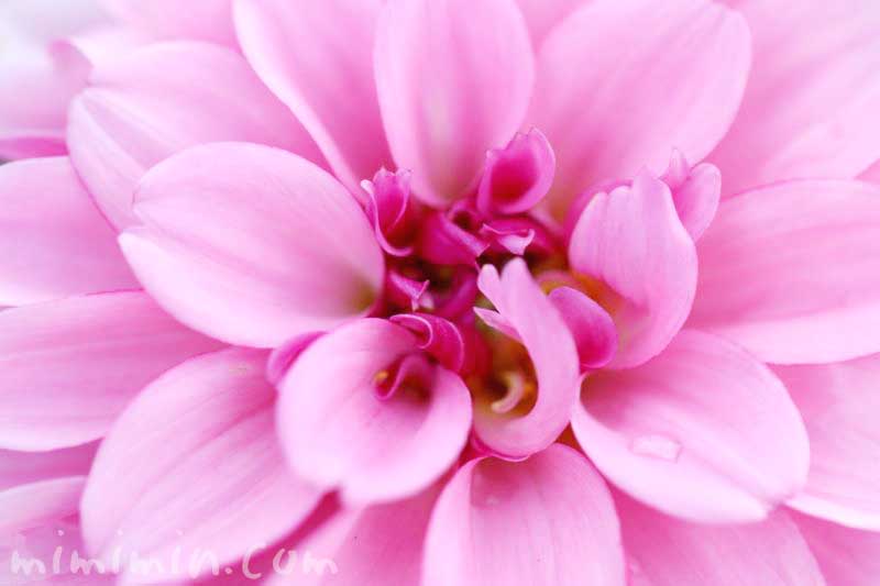 ダリア（ピンク）の花の写真 花言葉