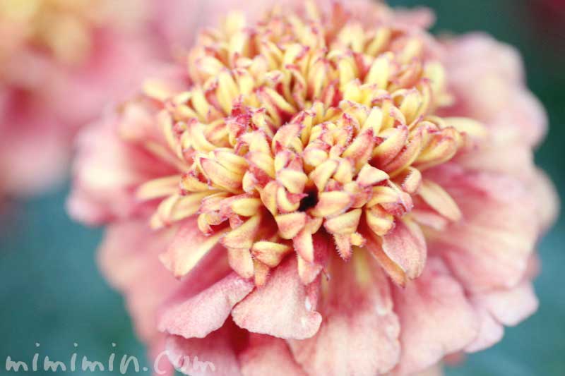 マリーゴールド（ストロベリーブロンド）の花の画像