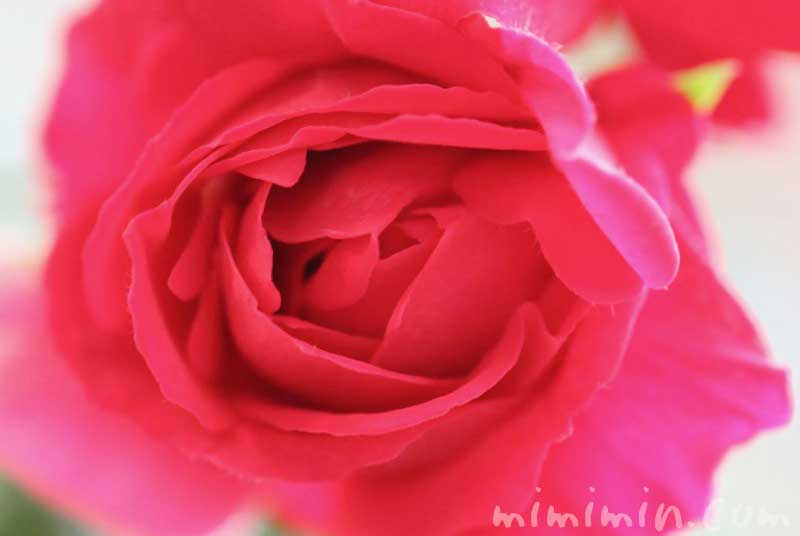 赤い薔薇の写真と花言葉の画像