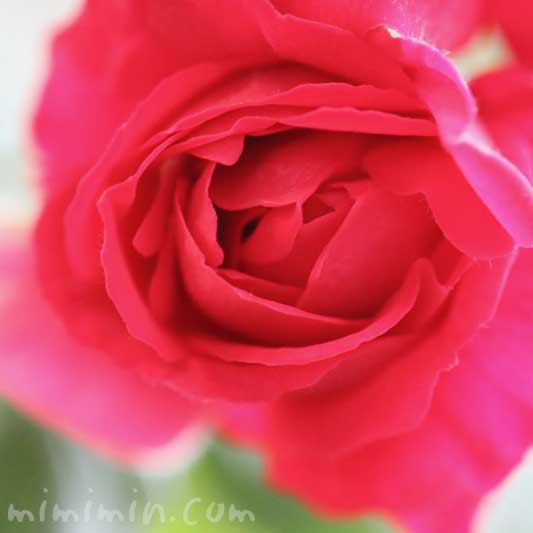 赤い薔薇の花の写真と花言葉の画像